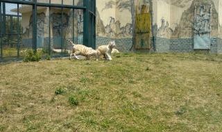 无锡动物园门票团购 无锡动物园门票团购