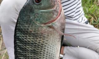 野生淡水石斑鱼