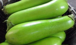 绿皮茄子是哪里产的