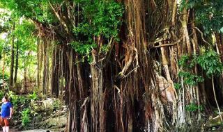 菲律宾跳水搞笑解说