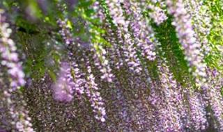 紫藤萝瀑布课文笔记