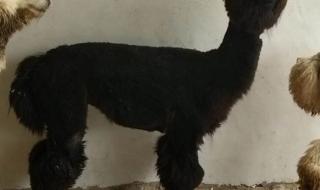 羊驼多少钱 羊驼多少钱