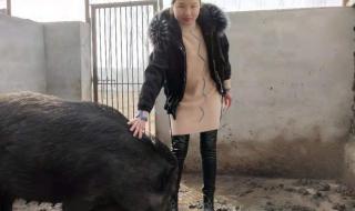 香猪种猪多少钱一只