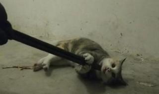 请你不要伤害我 请你不要伤害我