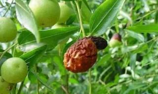 枣树病虫害防治 枣树病虫害防治