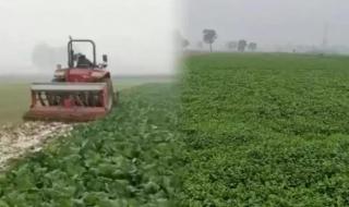 媒体评河南蔬菜滞销